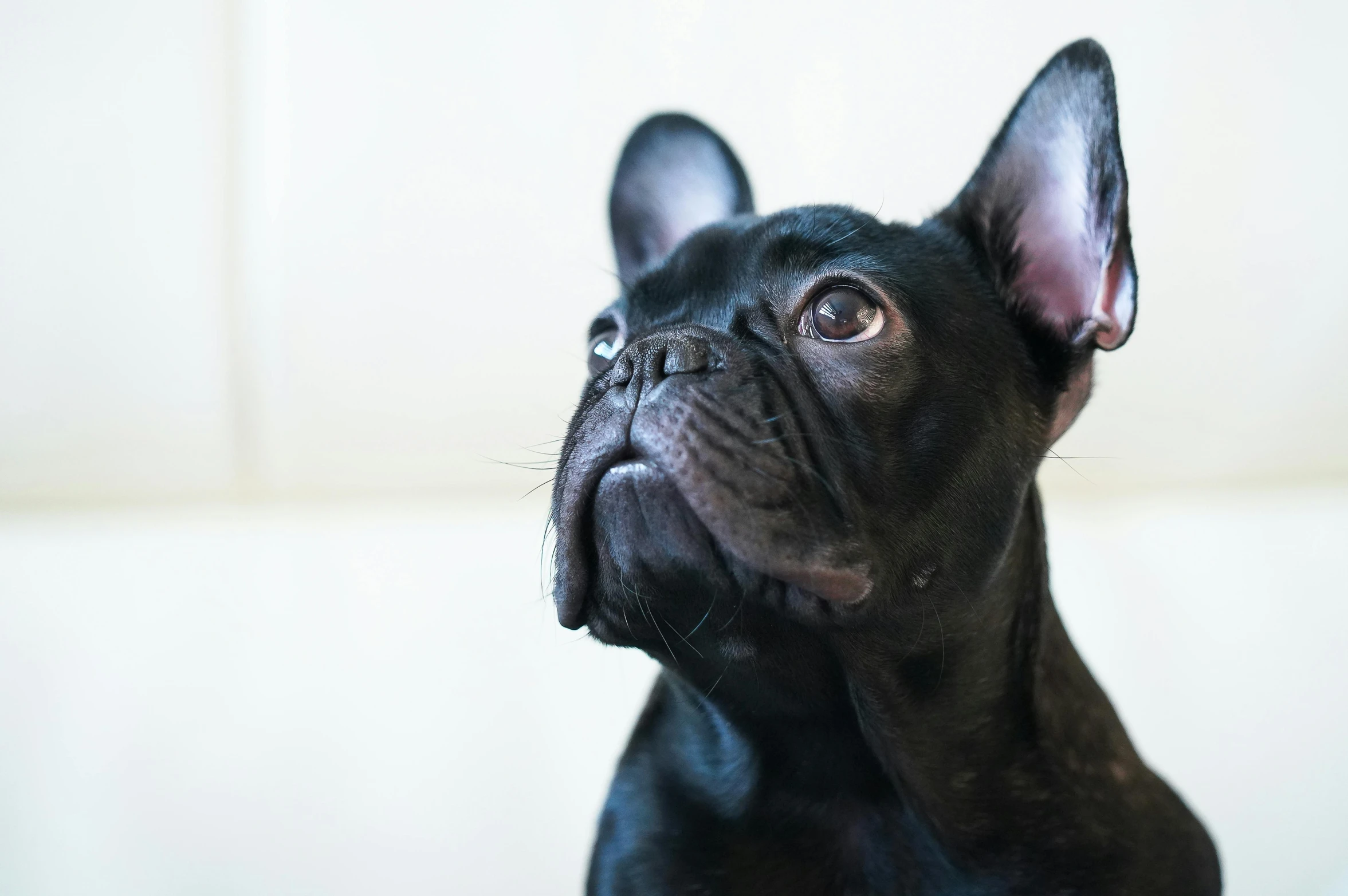 a black dog sitting on top of a white couch, pexels contest winner, french facial features, ears, up close, french bulldog