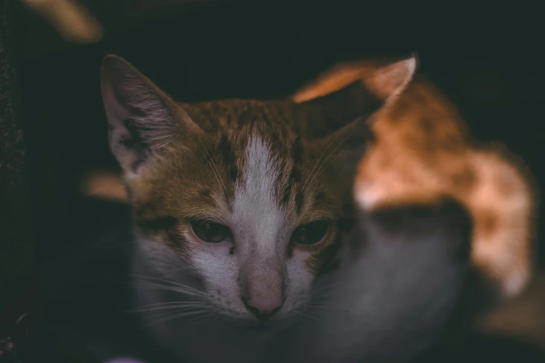 a close up of a cat laying on a couch, pexels contest winner, glowing in the dark, sharp ears, young male, gif