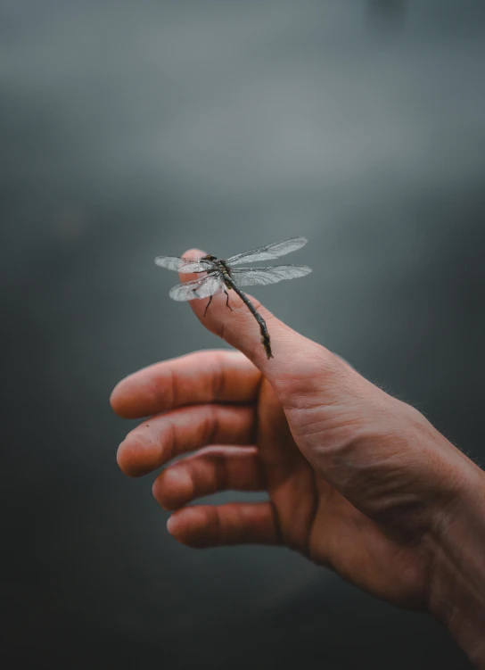 a person holding a dragonfly in their hand, a picture, by Adam Marczyński, pexels contest winner, on a gray background, avatar image, multiple stories, lofi