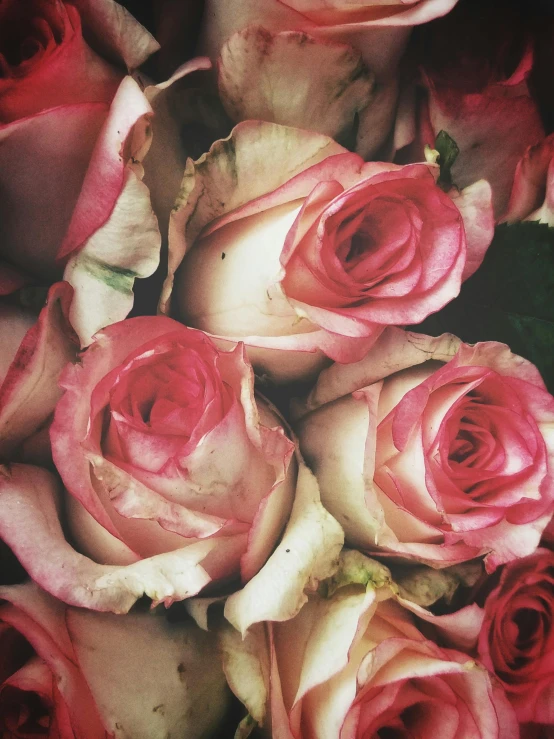 a close up of a bunch of pink roses, a colorized photo, by Lucia Peka, trending on unsplash, romanticism, faded worn, made of flowers, instagram story, white and red roses