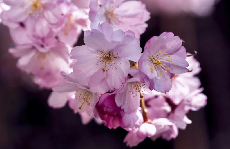 a close up of a bunch of pink flowers, by David Simpson, trending on unsplash, sakura trees, paul barson, brown, no cropping