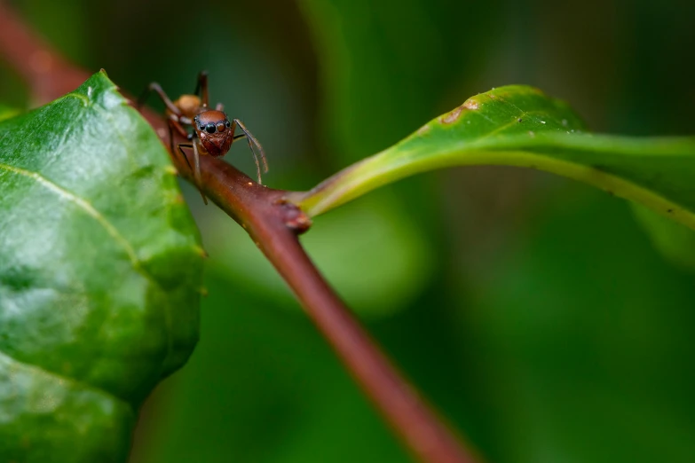 a close up of a leaf with a bug on it, by Peter Churcher, unsplash, nothofagus, ant humanoid, clathrus - ruber, slide show