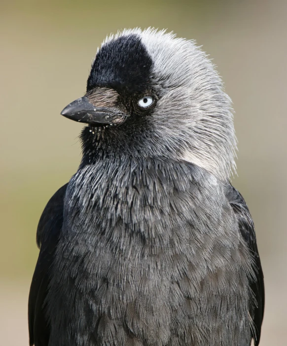 a close up of a bird with a blurry background, inspired by Gonzalo Endara Crow, trending on unsplash, vorticism, grey mustache, bird poo on head, black and silver, ultra high pixel detail