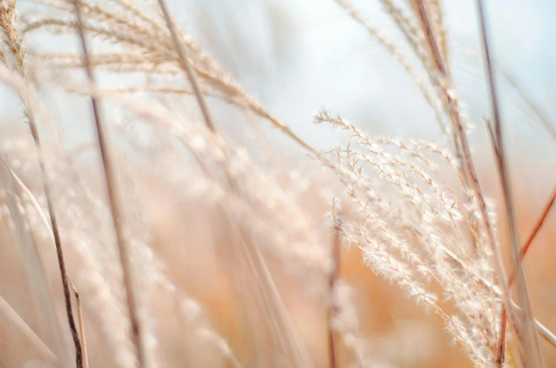 a close up of a bunch of tall grass, a macro photograph, trending on pexels, earthy light pastel colours, gold, farming, brown