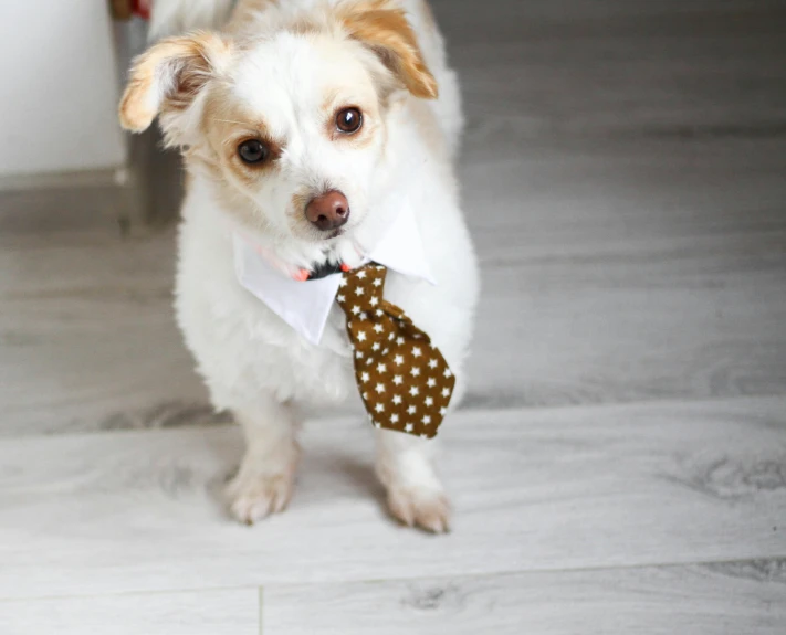 a small dog wearing a polka dot tie, pexels, brown and white color scheme, at home, ready to model, commercially ready