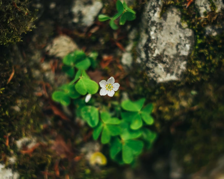 a small white flower sitting on top of a moss covered rock, unsplash, four leaf clover, mid shot photo