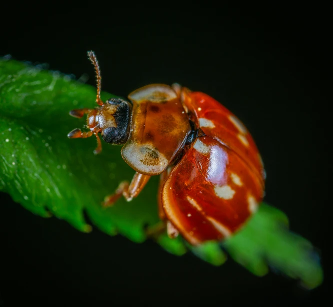 a ladybug sitting on top of a green leaf, a macro photograph, pexels contest winner, renaissance, at nighttime, brown, high quality photo, full body close-up shot