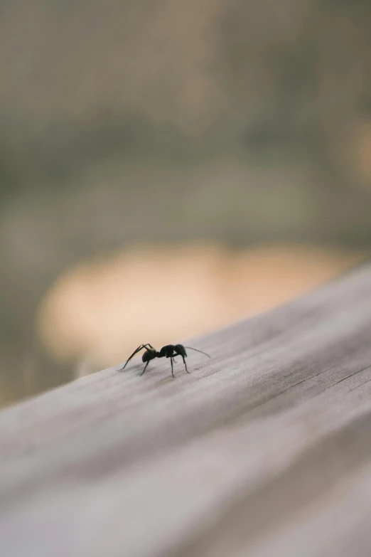 a bug sitting on top of a wooden table, pexels contest winner, ant, on a bridge, minimal. sharp focus, jen atkin