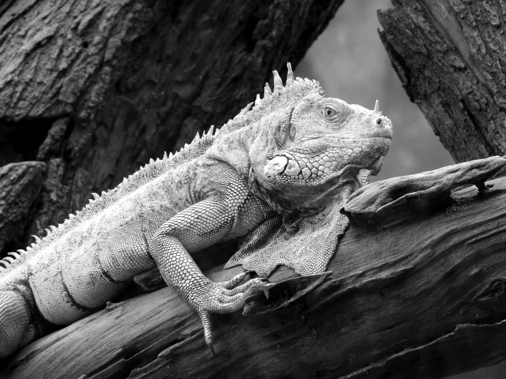 a black and white photo of a lizard on a branch, iguana, very detailed », sitting on a log, award winning nature photograph