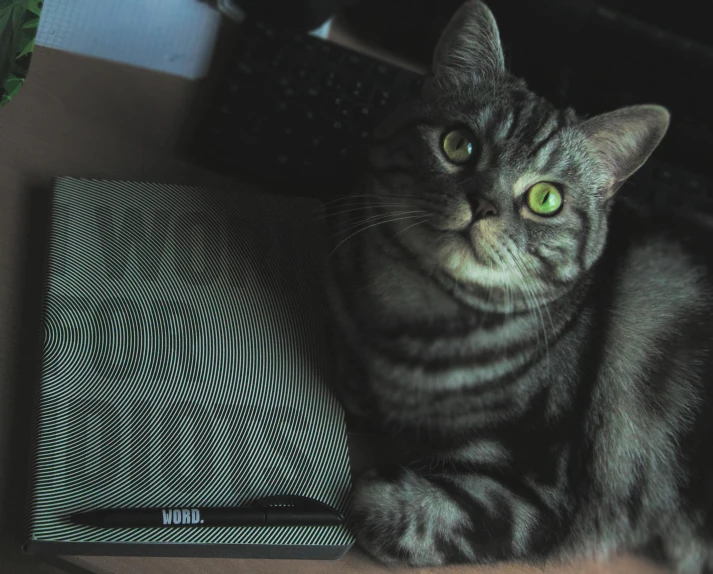 a cat sitting on top of a desk next to a computer, an album cover, dots, wlop |, holding notebook, wolff olins