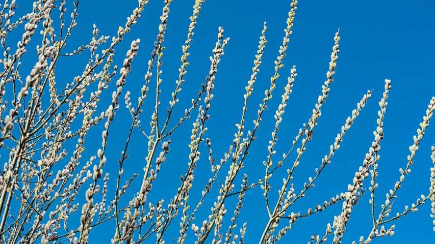 a bird sitting on top of a tree branch, by Carey Morris, flowering buds, clear blue sky, willow tree, thumbnail