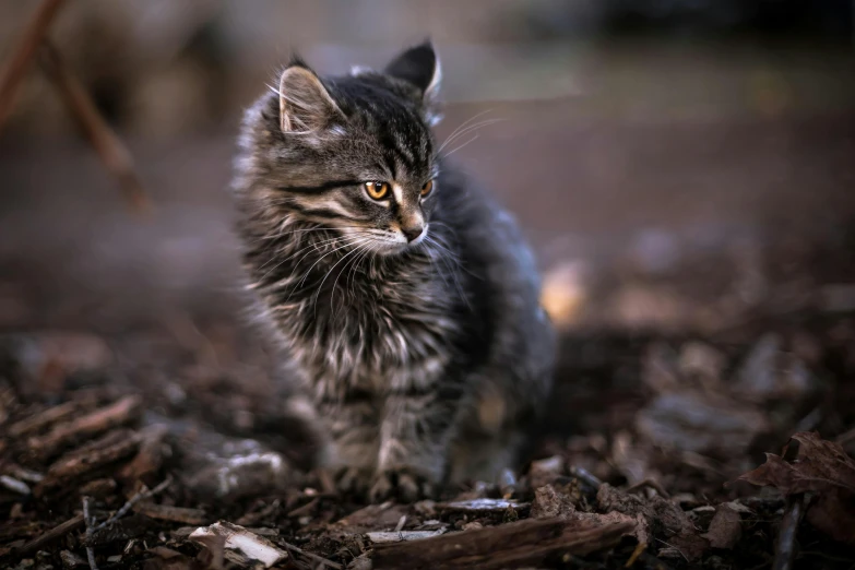 a cat that is standing in the dirt