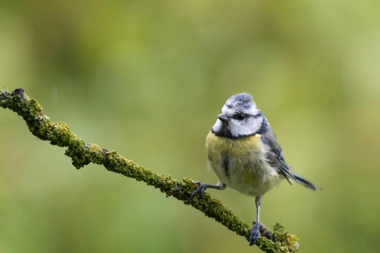 a small bird sitting on top of a tree branch, by Peter Churcher, mossy, ultra high pixel detail, high quality photo, avatar image