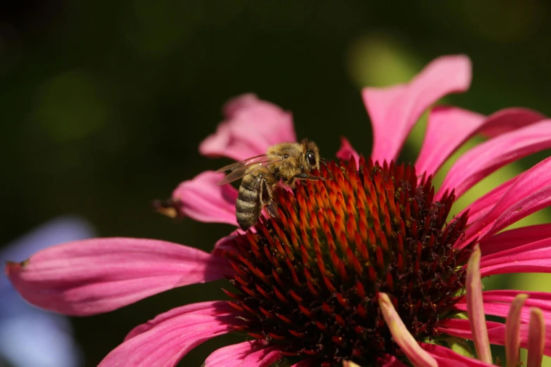 a bee sitting on top of a pink flower, by Jacob de Heusch, pexels, renaissance, fan favorite, brown, performing, phone photo