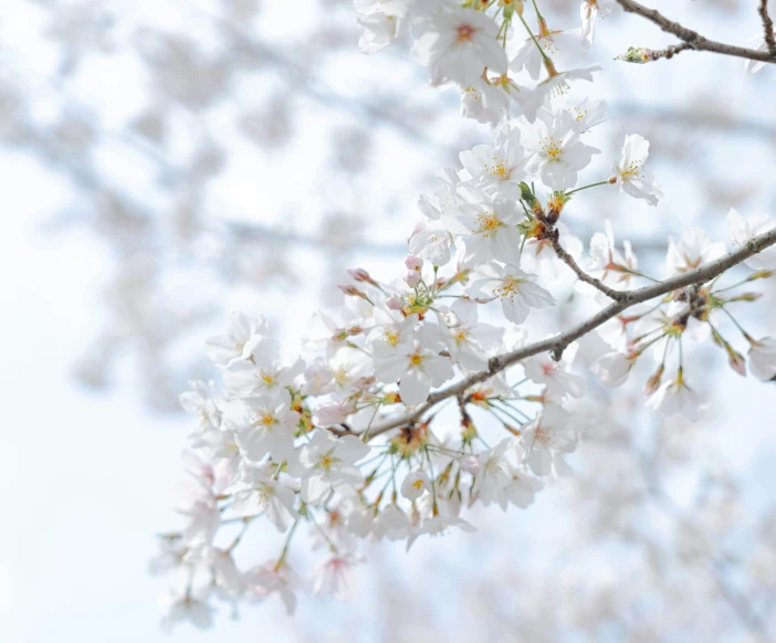 a close up of a bunch of flowers on a tree, by Carey Morris, trending on unsplash, shin hanga, sakura season, white background : 3, fan favorite, pure white