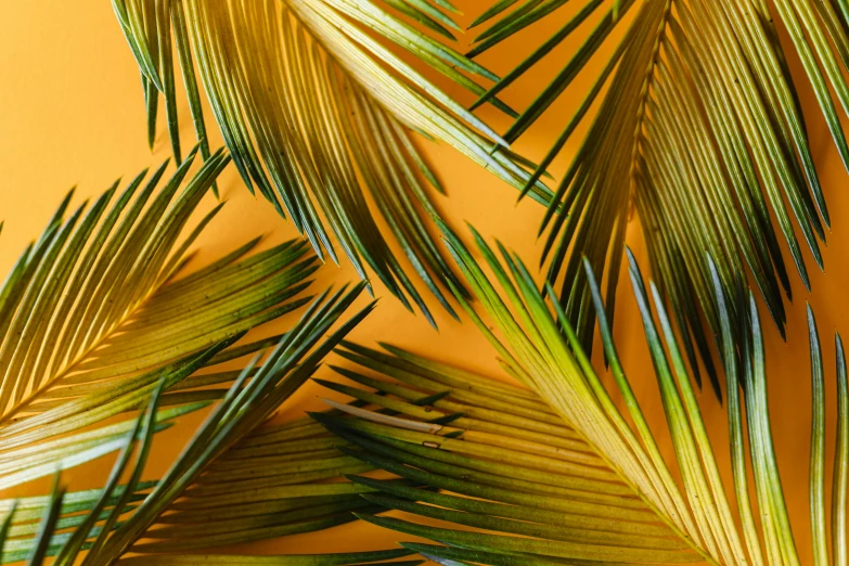 a close up of a bunch of palm leaves, an album cover, yellow and orange color scheme, 🦩🪐🐞👩🏻🦳, trending on textures. com, quixel megascans