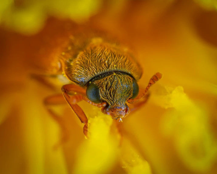 a close up of a bug on a yellow flower, a macro photograph, by Jan Rustem, pexels contest winner, paul barson, heavy - lidded eyes, mustard, male aeromorph