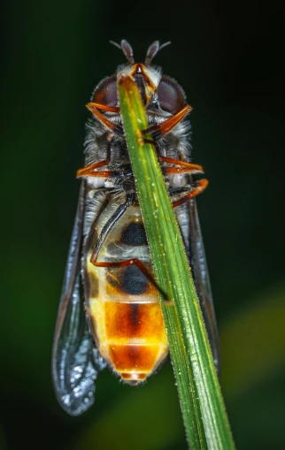 a close up of a fly on a blade of grass, by Jan Rustem, hurufiyya, cicada wings, avatar image