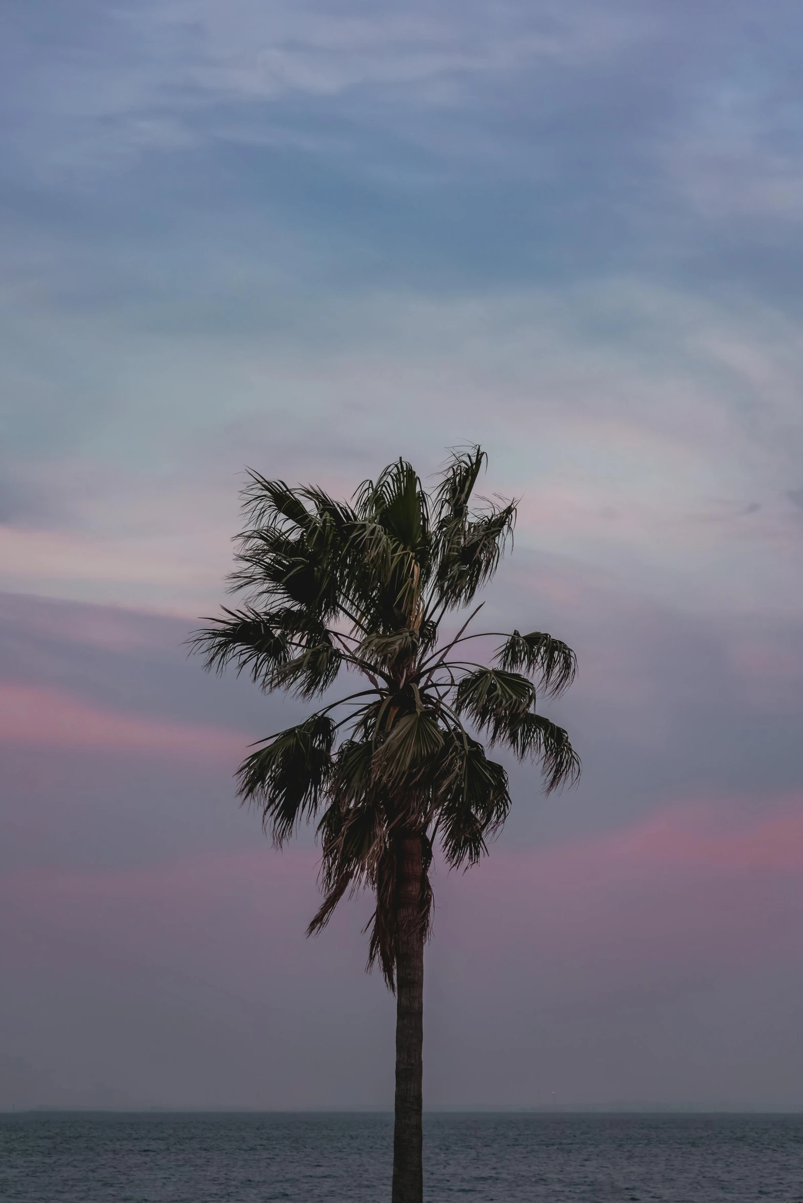 a palm tree sitting on top of a beach next to the ocean, a picture, unsplash, romanticism, twilight sky, low quality photo, cotton candy, slight haze