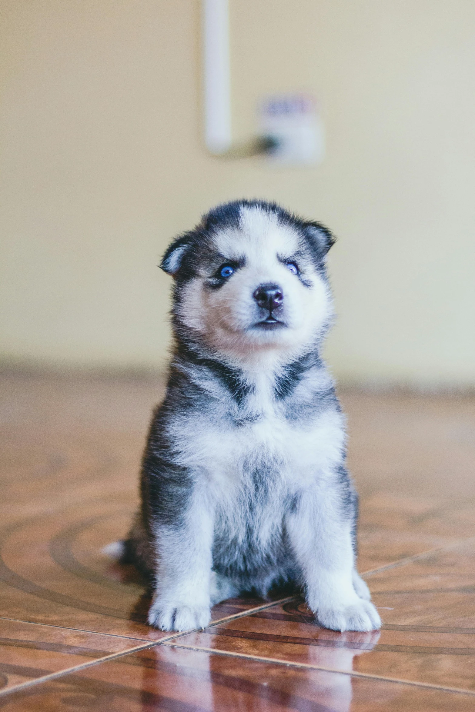 a small black and white puppy sitting on the floor, by Julia Pishtar, pexels contest winner, husky, geometrically realistic, blue steel, inuit