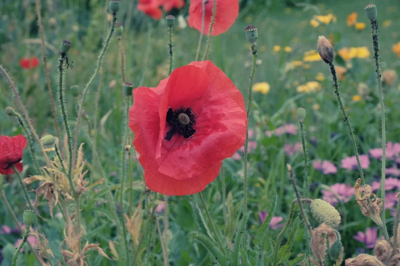 a field filled with lots of red flowers, by Emma Andijewska, pexels contest winner, grey, 1 9 1 7, medium format, multi - coloured