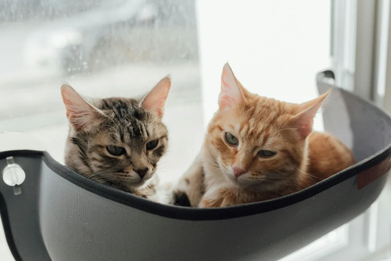 two cats sitting in a hammock on a window sill, trending on unsplash, on a gray background, avatar image, bedhead, liquid cat