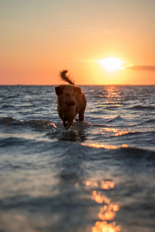 a dog that is standing in the water, during a sunset, in the ocean