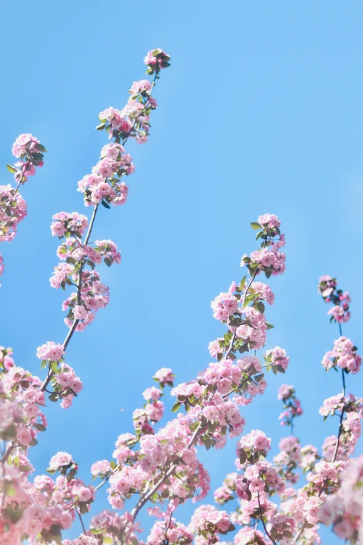 a tree with pink flowers against a blue sky, midsommar, zoomed in, ilustration, detail shot
