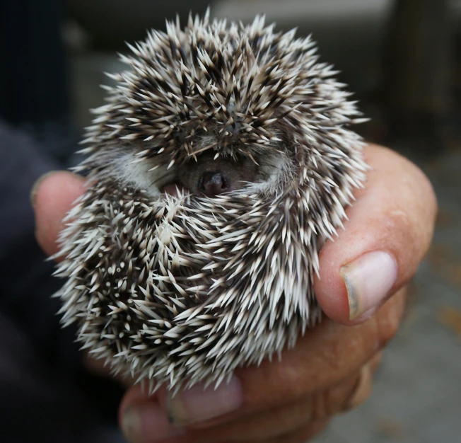a close up of a person holding a small hedgehog, sōsaku hanga, trimmed with a white stripe, australian, spiky tentacles, peering over from his heavy