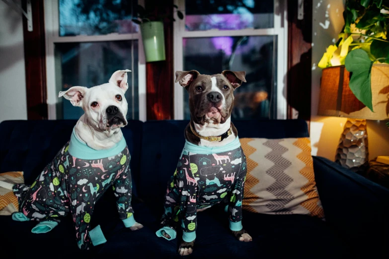 two dogs wearing pajamas sitting on a couch, by Julia Pishtar, unsplash, cyborg - pitbull, fully decorated, thumbnail, multiple stories