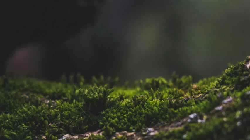 a close up of a moss covered tree trunk, a macro photograph, unsplash, cinematic shot ar 9:16 -n 6 -g, forest floor, thin dof, glowing green