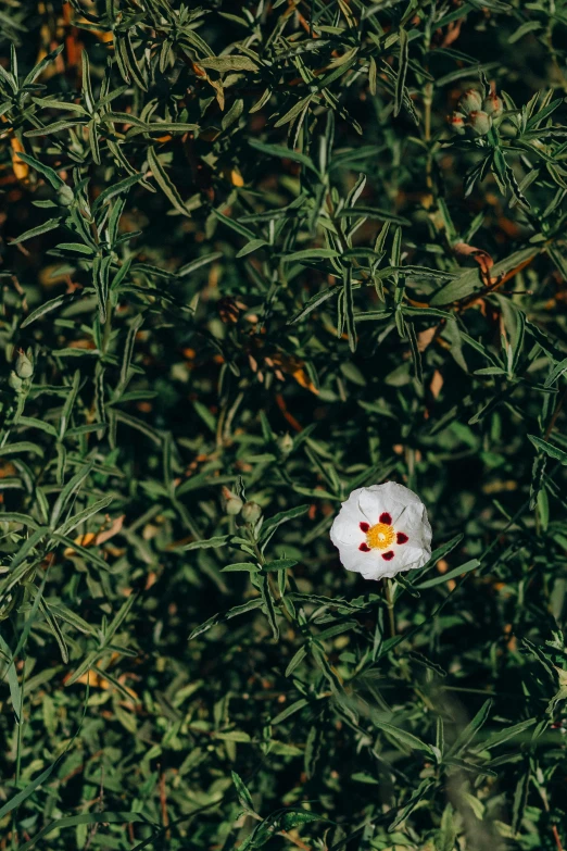 a white flower sitting on top of a lush green field, unsplash, renaissance, top down view, manuka, color image, 35mm color photo