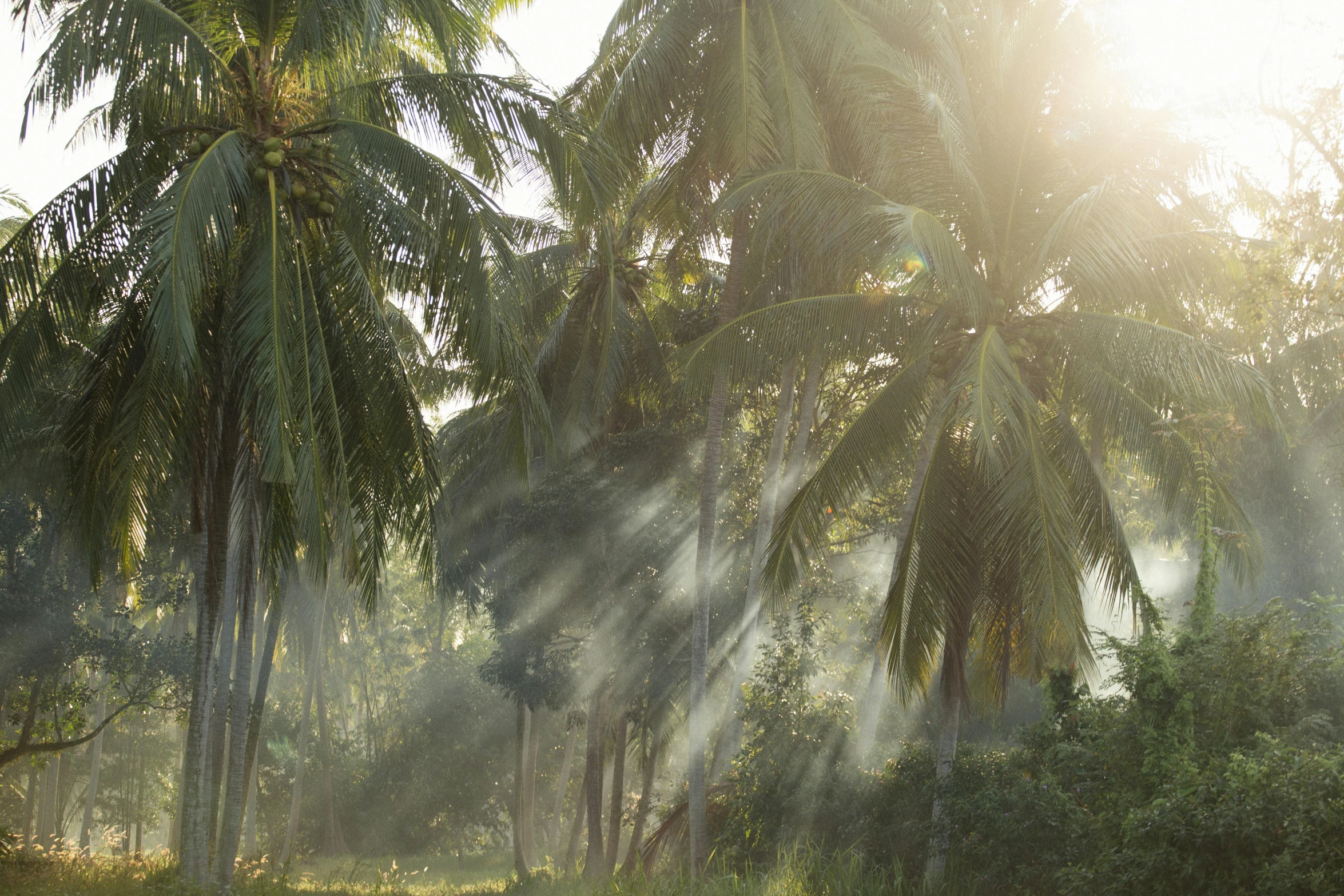 a herd of cattle grazing on a lush green field, unsplash contest winner, sumatraism, sun - rays through canopy, coconuts, hazy light rays, blessing palms