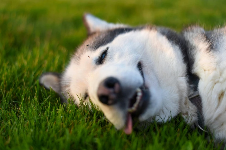 a close up of a dog laying in the grass, laughing your head off, husky, snoring, 2019 trending photo