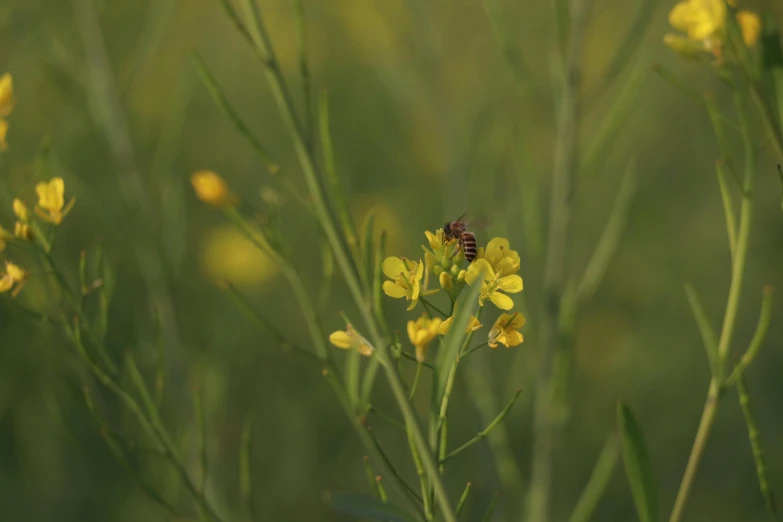 a bee sitting on top of a yellow flower, alessio albi, grasslands, nature photograph, digital image