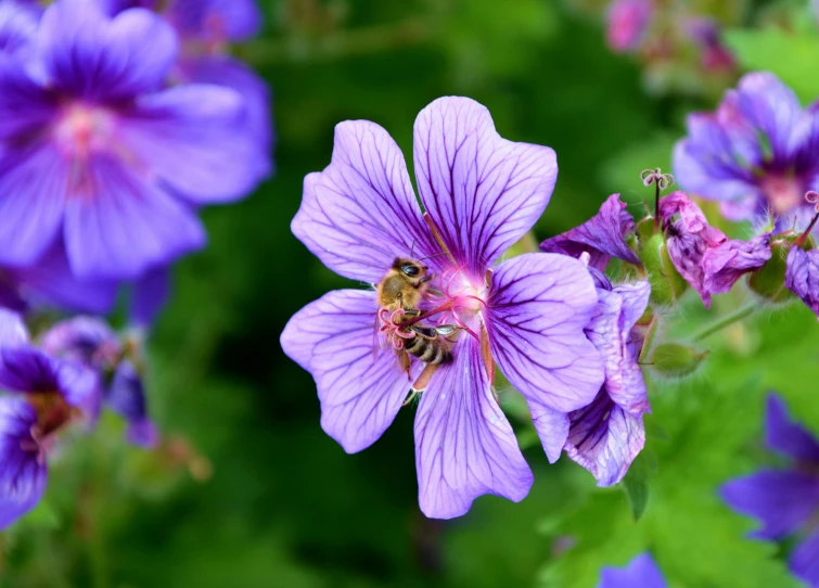 a close up of a purple flower with green leaves, honey and bee hive, aerial iridecent veins, picton blue, a pair of ribbed