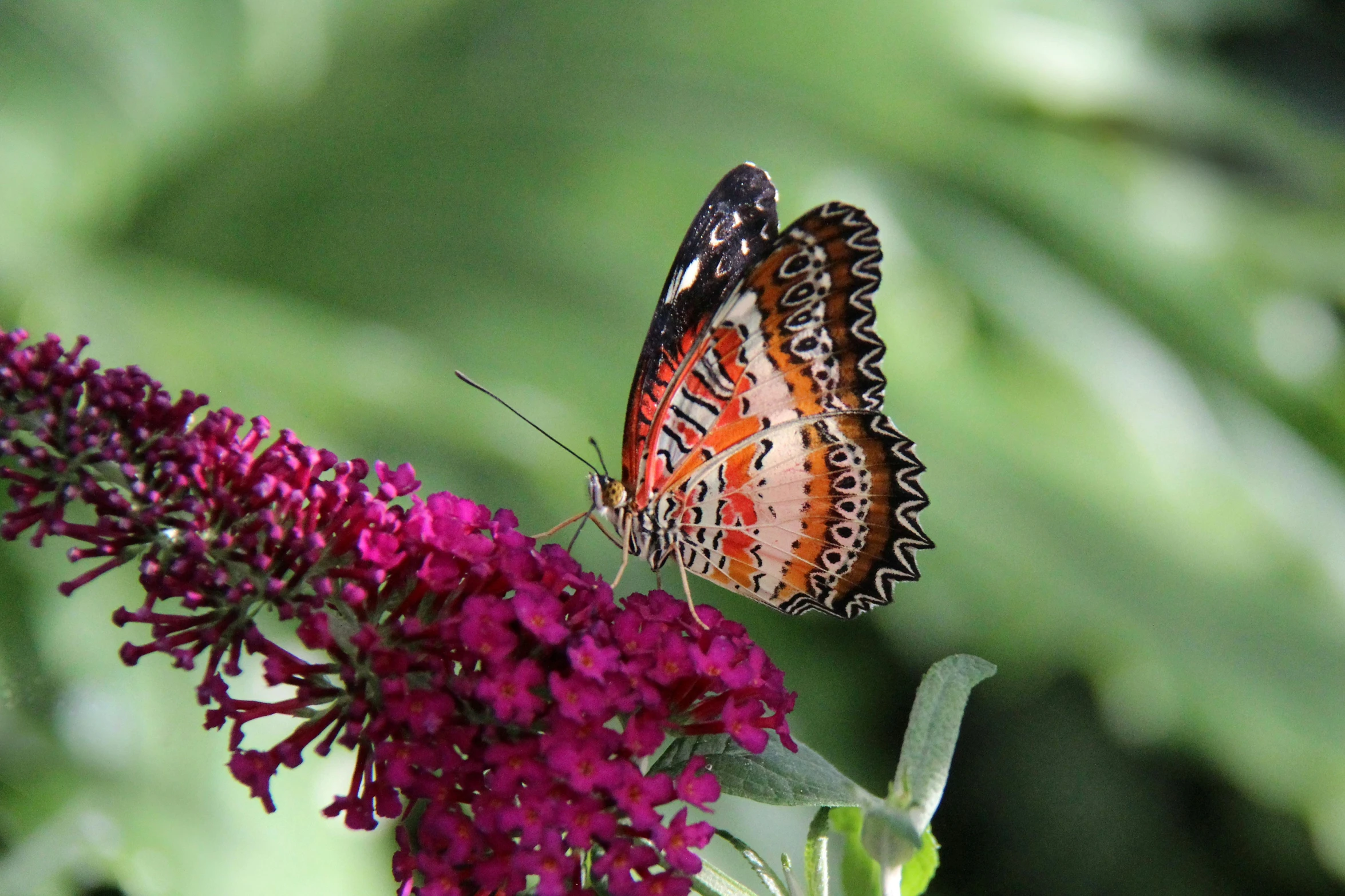 a close up of a butterfly on a flower, by David Garner, pexels, fan favorite, purple and red, fragrant plants, on display