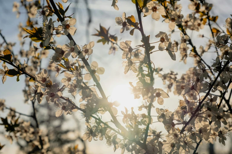 the sun shines through the branches of a flowering tree, by Niko Henrichon, unsplash, medium format. soft light, soft light - n 9, brown, mixed art