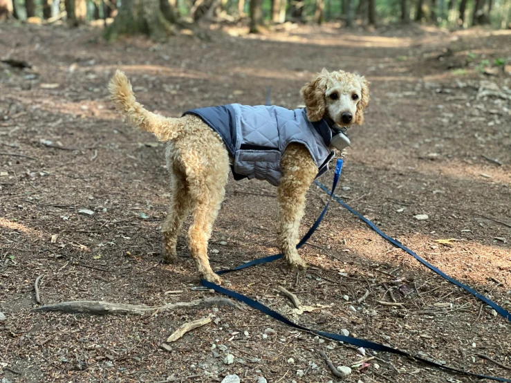 a dog wearing a vest on a leash in the woods, けもの, camp, fully functional, f / 2 0