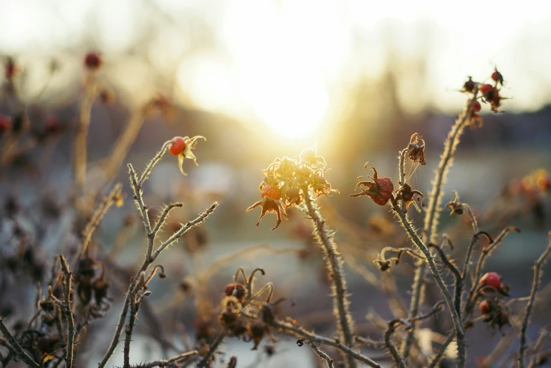 a close up of flowers with the sun in the background, a picture, inspired by Elsa Bleda, unsplash, thorns, winter photograph, plant sap, wild berry vines