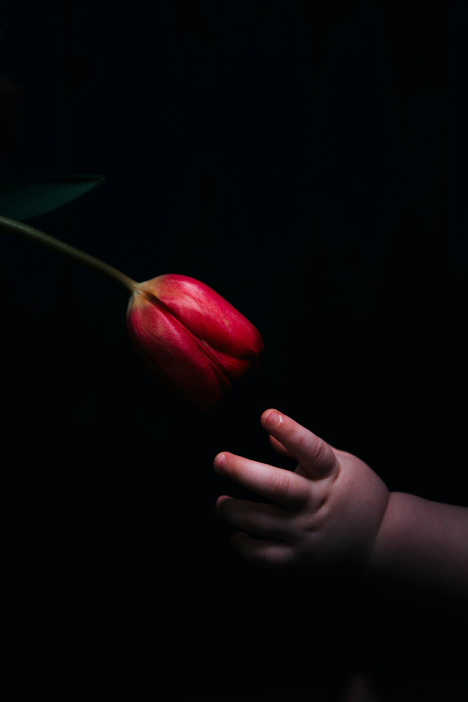 a person holding a flower in their hand, an album cover, inspired by Elsa Bleda, pexels contest winner, tulip, fetus, red on black, young child