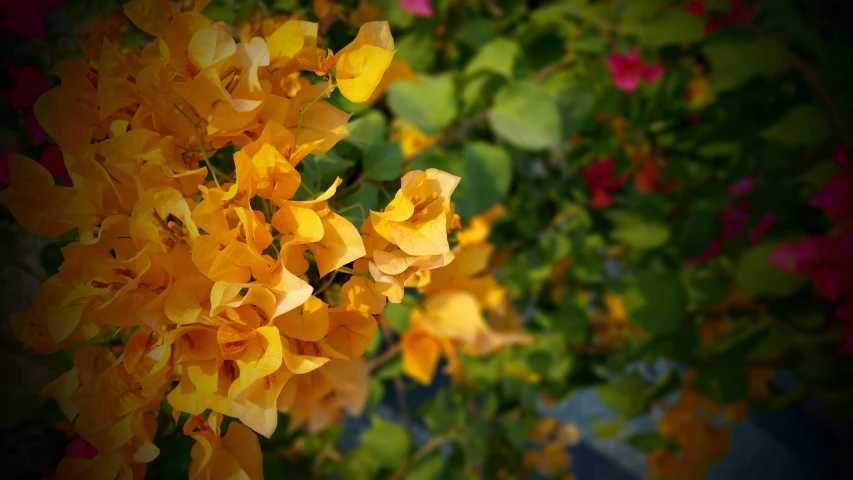 a close up of a bunch of yellow flowers, by Carey Morris, unsplash, bougainvillea, warm colors--seed 1242253951, gold and green, shot on sony alpha dslr-a300