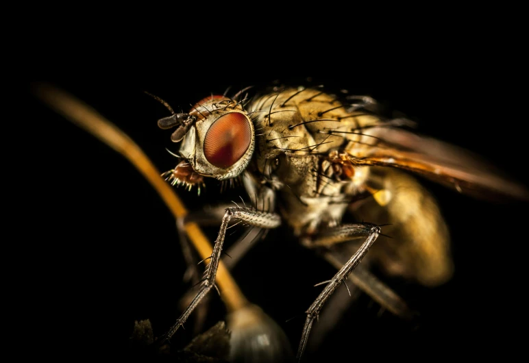 a close up of a fly on a black background, pexels contest winner, hurufiyya, spaghettification, hyperrealistic ”, post-processed, ilustration