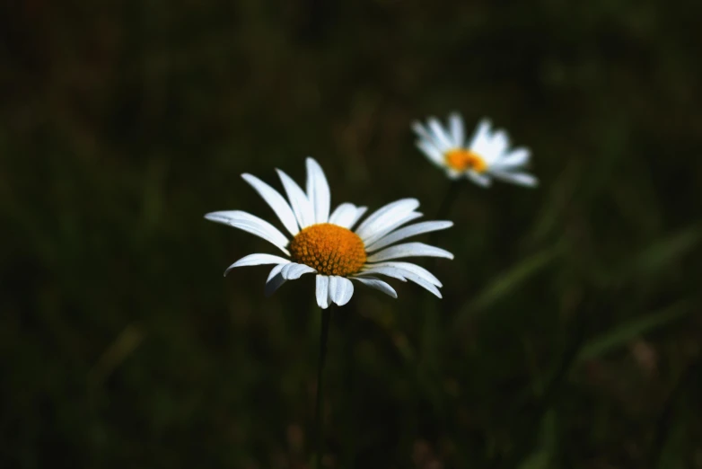 a couple of white flowers sitting on top of a lush green field, by Attila Meszlenyi, pexels contest winner, minimalism, with a black background, chamomile, dark sienna and white, cottagecore hippie