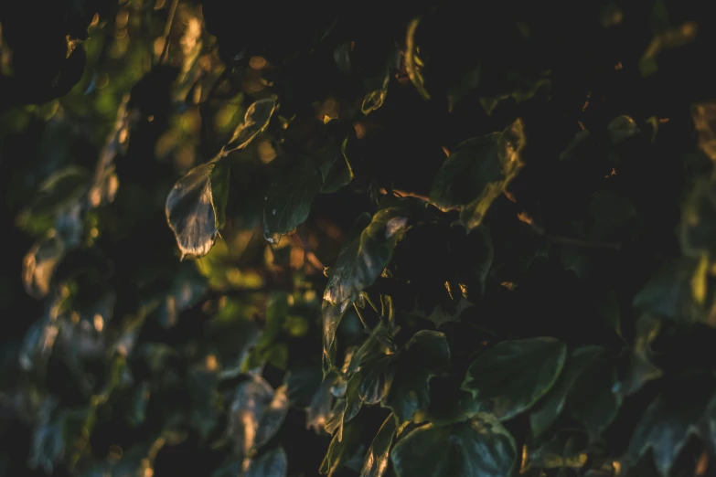 the sun shines through the leaves of a tree, a picture, inspired by Elsa Bleda, unsplash, australian tonalism, ivy vines, background image, night photo, dripping light drops