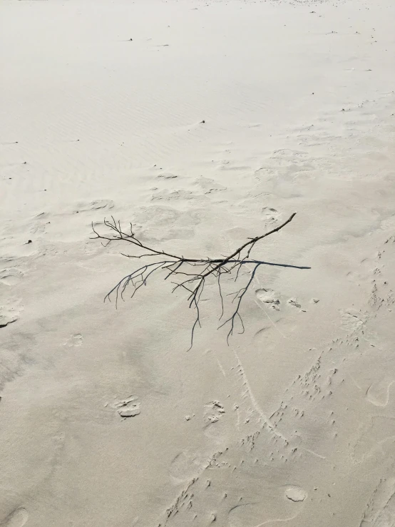 a man flying a kite on top of a sandy beach, a picture, inspired by Robert Bechtle, unsplash contest winner, land art, branches composition abstract, palladium veins, taken on iphone 14 pro, very sparse detail