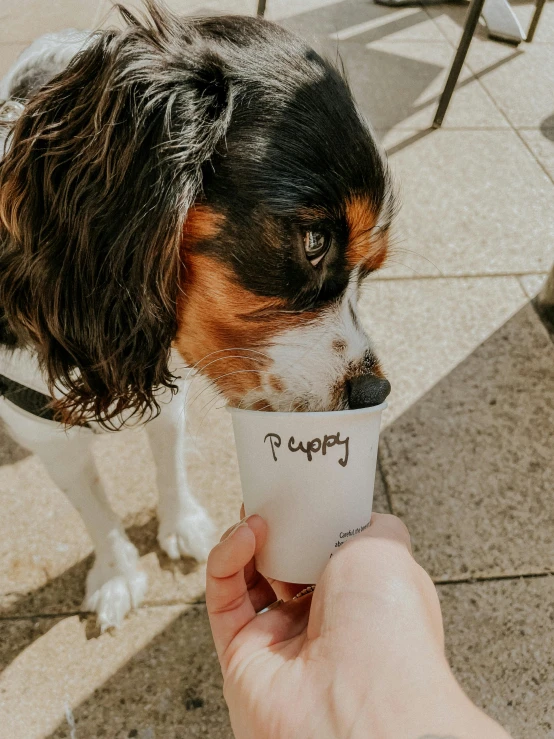 a person feeding a dog a cup of coffee, trending on pexels, hidden message, cavalier king charles spaniel, low quality photo, paper cup