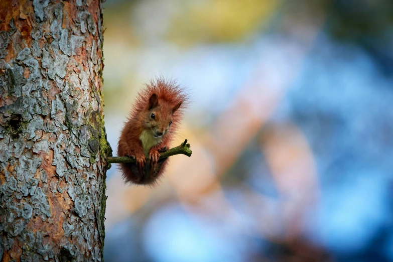 a squirrel sitting on top of a tree branch, by Jan Rustem, pexels contest winner, renaissance, paul barson, 🦩🪐🐞👩🏻🦳, closeup of an adorable, miniature animal