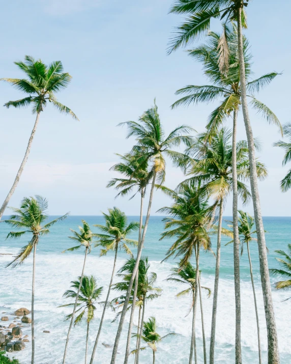 a number of palm trees near a body of water, posing on a beach with the ocean, sri lanka, flatlay, multiple stories