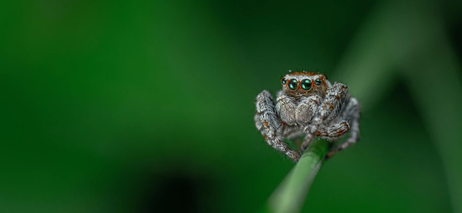 a spider sitting on top of a green plant, by Adam Marczyński, pexels contest winner, photorealism, big cute eyes, silver eyes full body, four arms, detailed photograph high quality